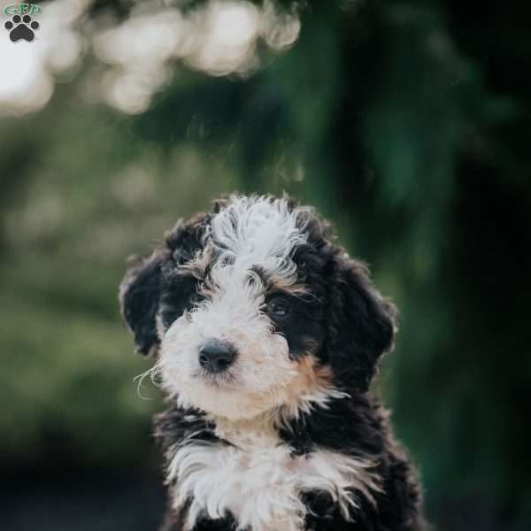 Peter, Mini Bernedoodle Puppy