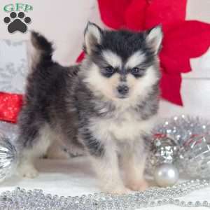Tundra, Pomsky Puppy