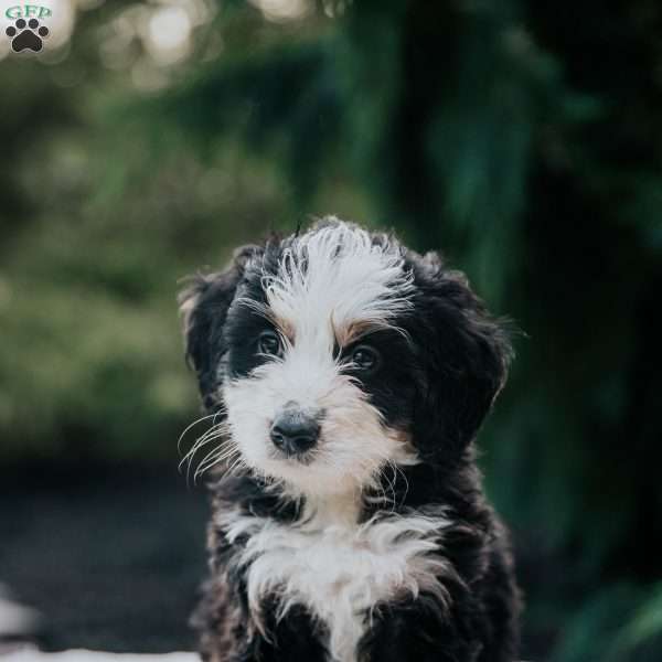 Pilot, Mini Bernedoodle Puppy