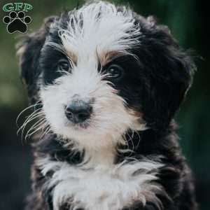 Pilot, Mini Bernedoodle Puppy
