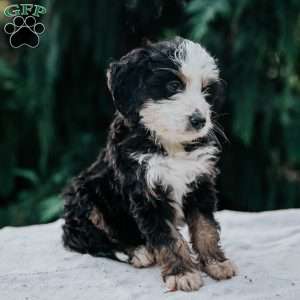 Pilot, Mini Bernedoodle Puppy