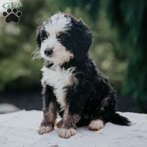 Pilot, Mini Bernedoodle Puppy