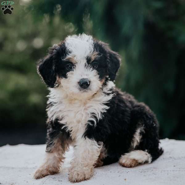 Polly, Mini Bernedoodle Puppy
