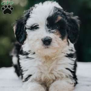 Poppy, Mini Bernedoodle Puppy