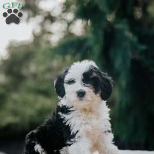 Poppy, Mini Bernedoodle Puppy