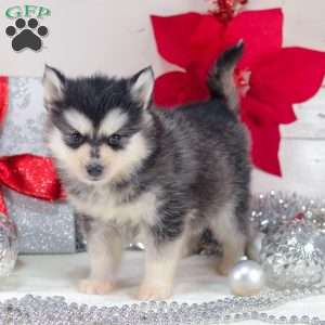 Tundra, Pomsky Puppy
