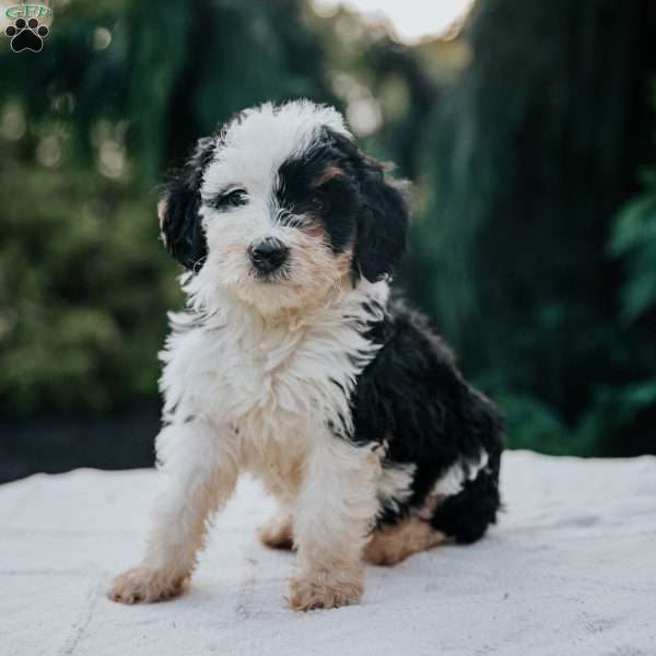Poppy, Mini Bernedoodle Puppy