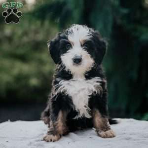 Pilot, Mini Bernedoodle Puppy