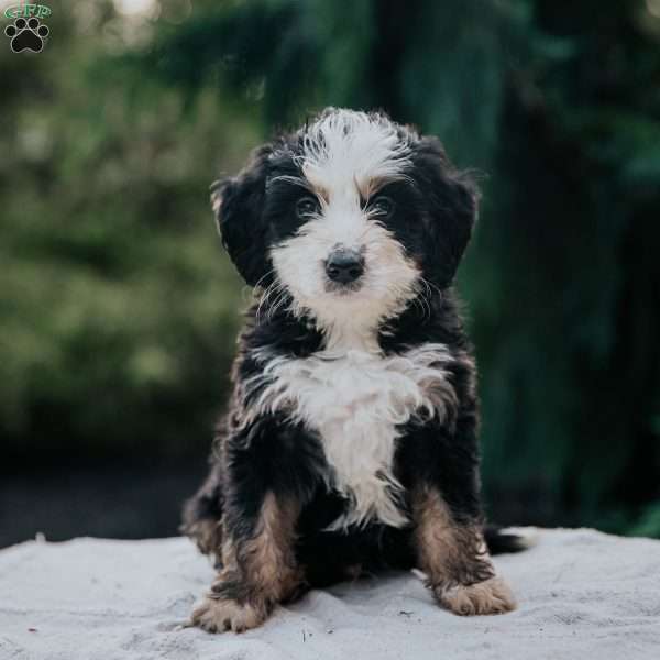 Pilot, Mini Bernedoodle Puppy