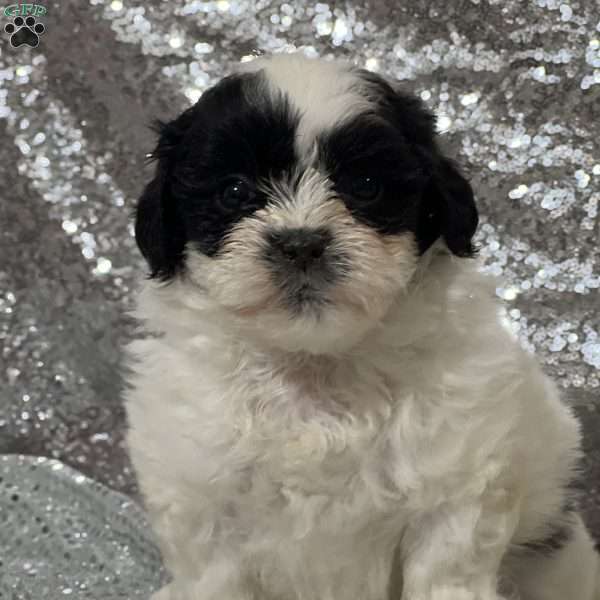 Aurora, Teddy Bear Puppy