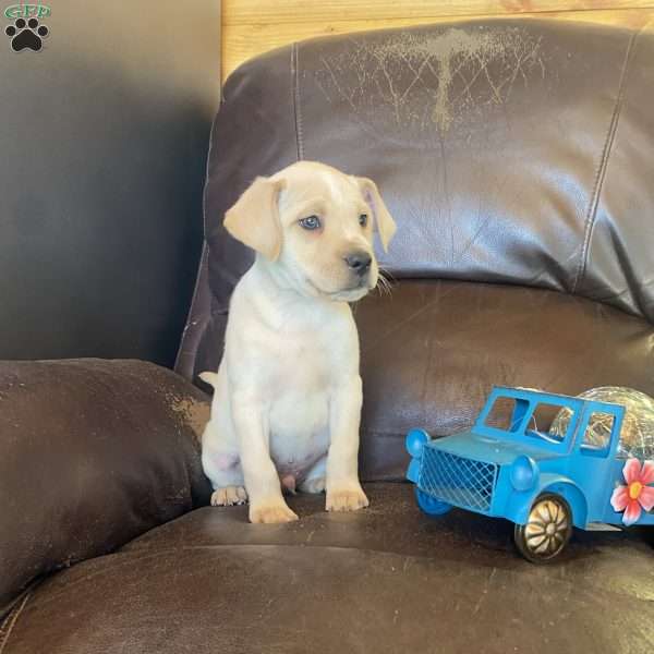 Sailer, Yellow Labrador Retriever Puppy