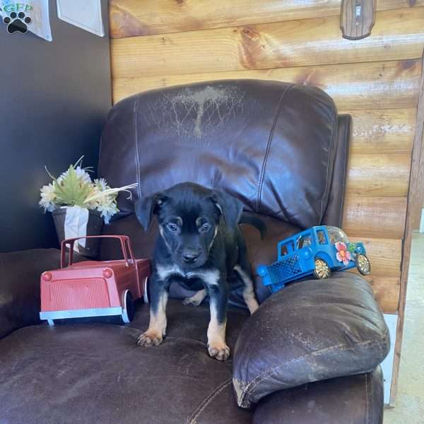 Buster, Black Labrador Retriever Puppy