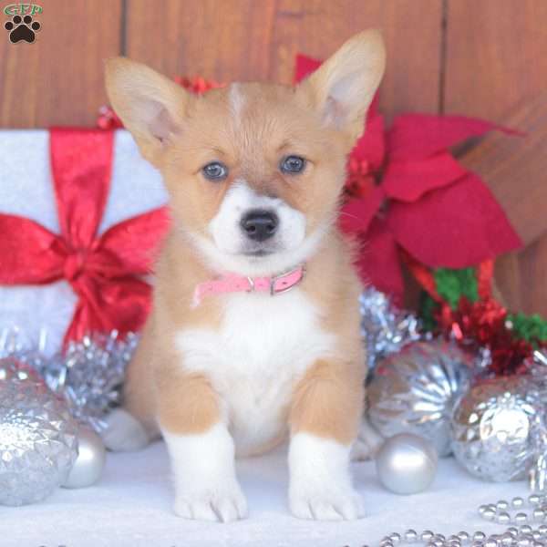 Callie, Pembroke Welsh Corgi Puppy