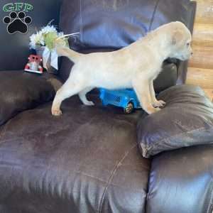 Sunshine, Yellow Labrador Retriever Puppy