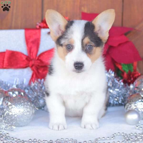 Casey, Pembroke Welsh Corgi Puppy