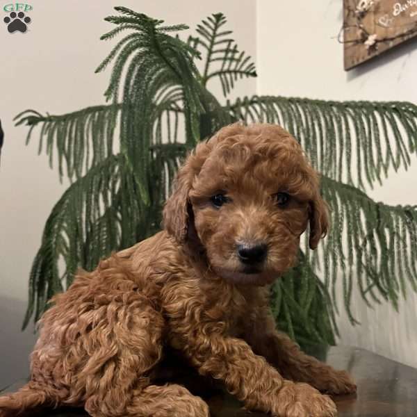 Sunny, Mini Goldendoodle Puppy