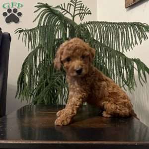 Sunny, Mini Goldendoodle Puppy