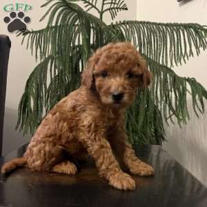 Sunny, Mini Goldendoodle Puppy