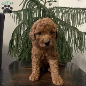 Sunny, Mini Goldendoodle Puppy
