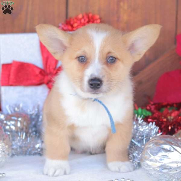 Chance, Pembroke Welsh Corgi Puppy