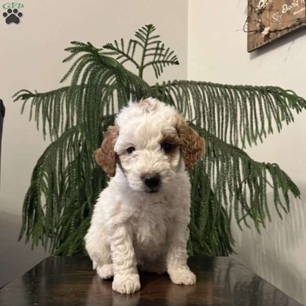 Sammy, Mini Goldendoodle Puppy