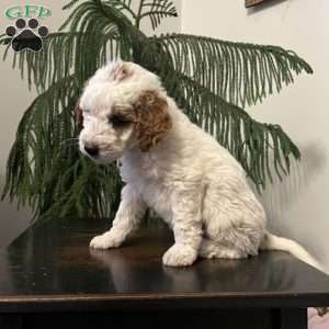 Sammy, Mini Goldendoodle Puppy