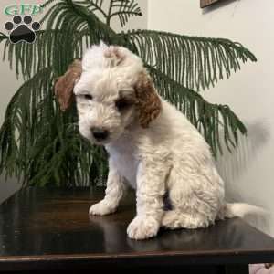 Sammy, Mini Goldendoodle Puppy