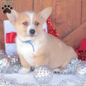 Chance, Pembroke Welsh Corgi Puppy