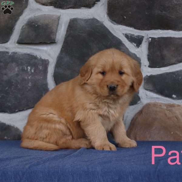 Patty, Golden Retriever Puppy