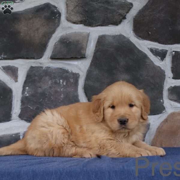 Preston, Golden Retriever Puppy