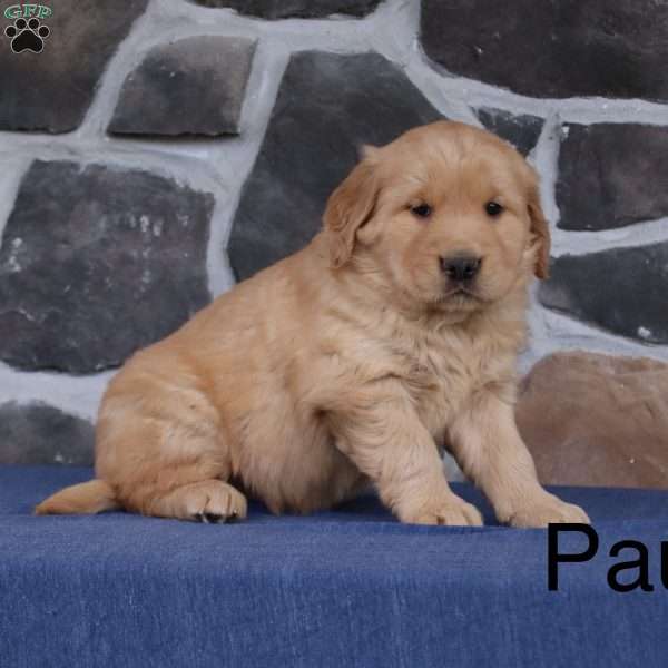 Paul, Golden Retriever Puppy
