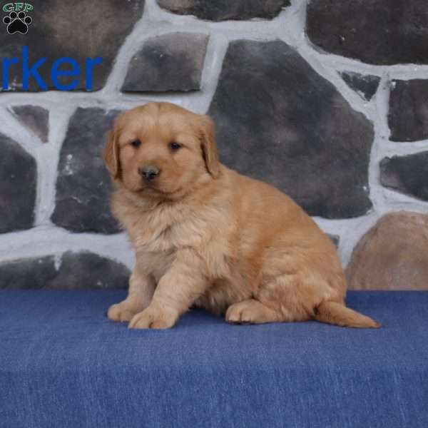 Parker, Golden Retriever Puppy