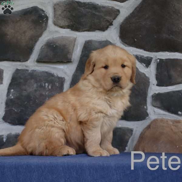 Pete, Golden Retriever Puppy