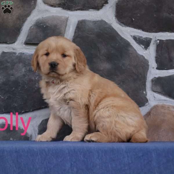Polly, Golden Retriever Puppy