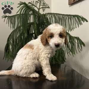 Sully, Mini Goldendoodle Puppy