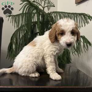 Sully, Mini Goldendoodle Puppy