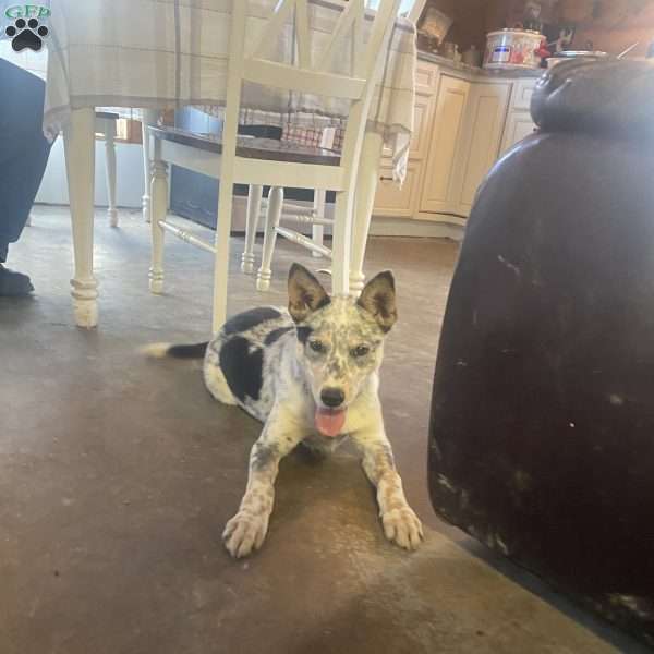 Blue, Blue Heeler Mix Puppy