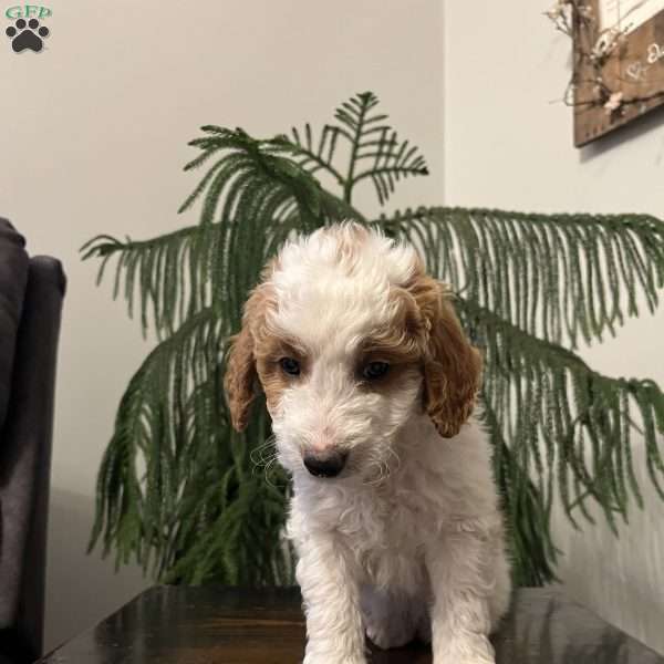 Sully, Mini Goldendoodle Puppy