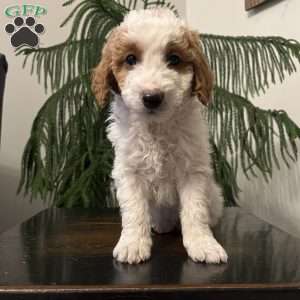 Sully, Mini Goldendoodle Puppy