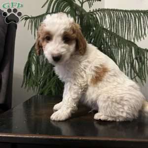 Sully, Mini Goldendoodle Puppy
