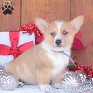 Chance, Pembroke Welsh Corgi Puppy