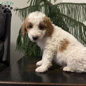Sully, Mini Goldendoodle Puppy