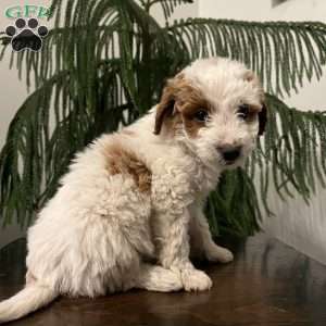 Sarge, Mini Goldendoodle Puppy