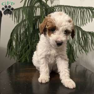 Sarge, Mini Goldendoodle Puppy