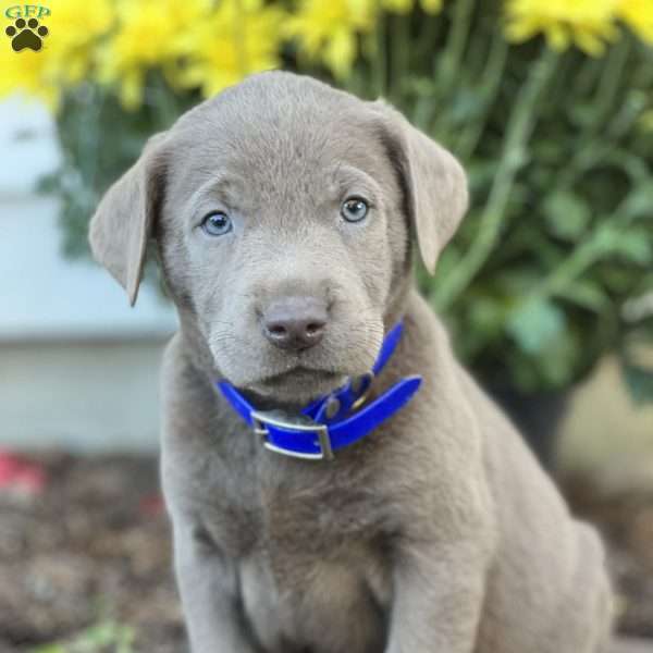 Skye, Silver Labrador Retriever Puppy