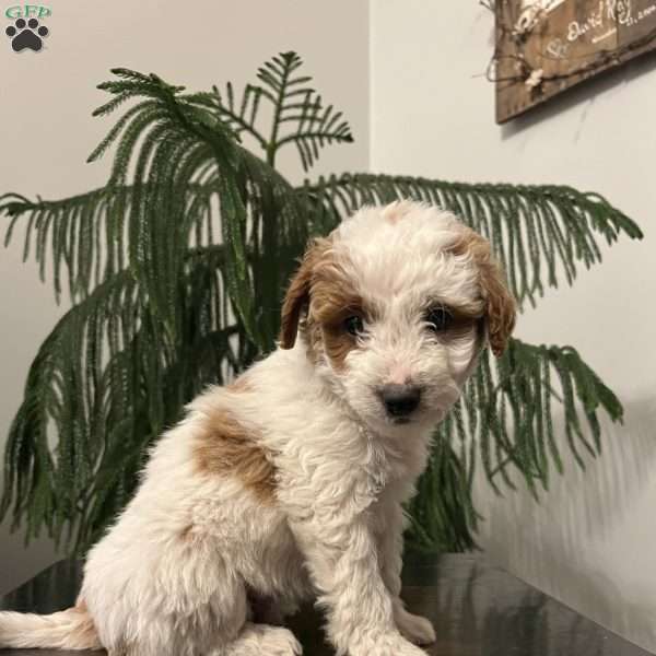 Sarge, Mini Goldendoodle Puppy