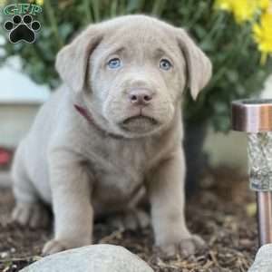 Simon, Silver Labrador Retriever Puppy