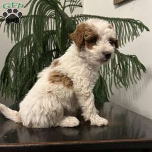 Sarge, Mini Goldendoodle Puppy