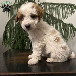 Sarge, Mini Goldendoodle Puppy
