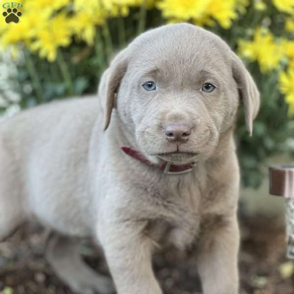 Simon, Silver Labrador Retriever Puppy